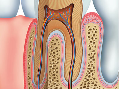 Inner Tooth Anatomy