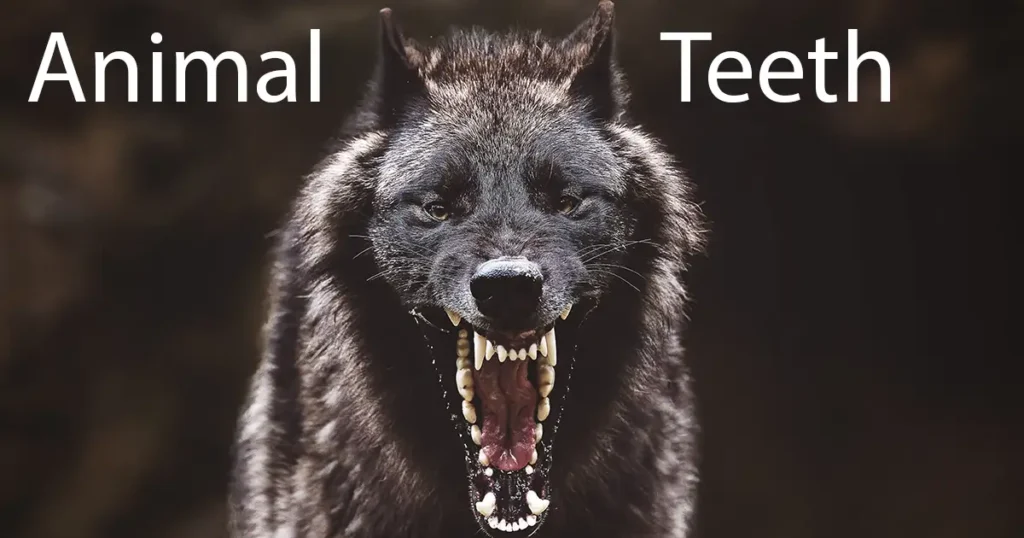 Animal Teeth