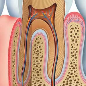 Inner anatomy of tooth illustration